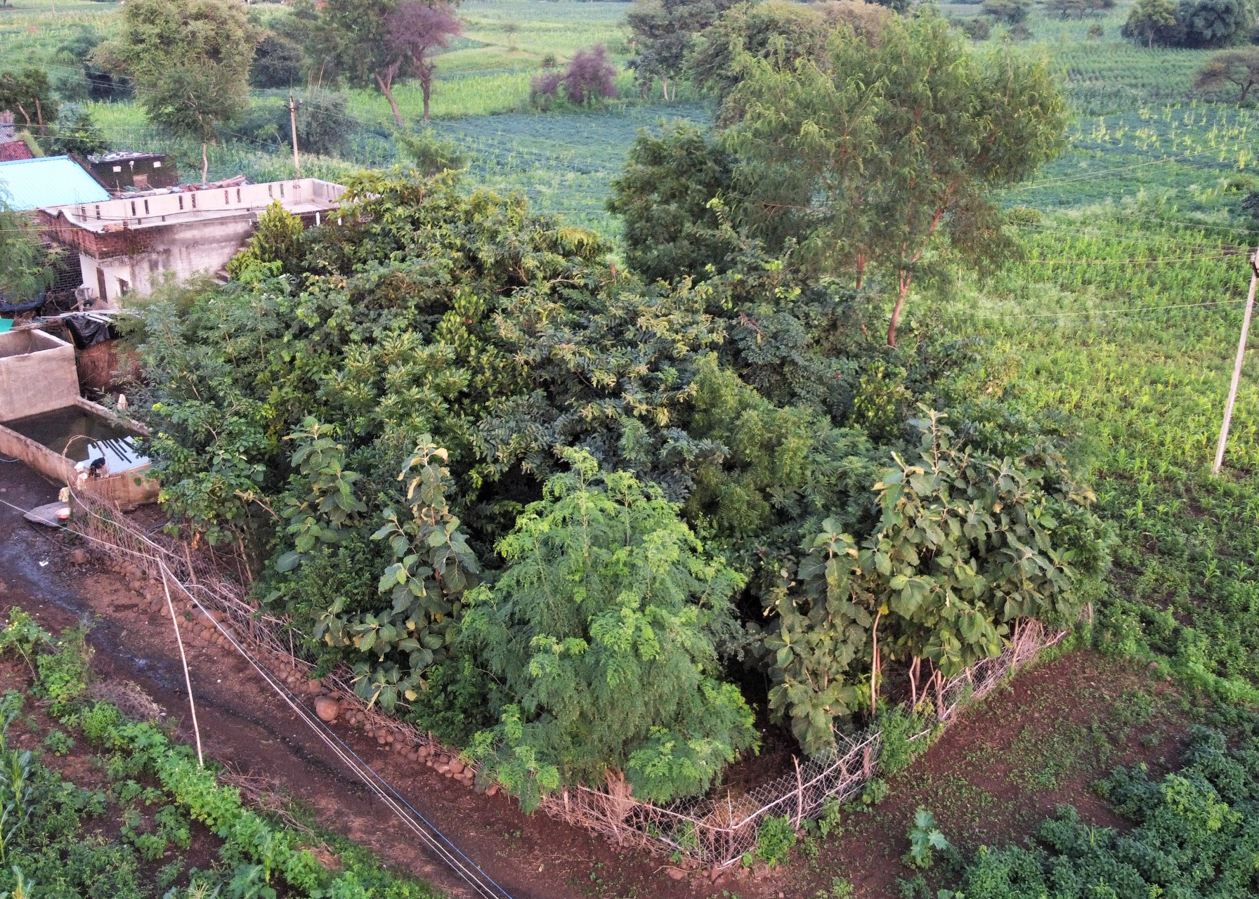 Aerial view of a microforest in Madhya Pradesh, India. AKDN