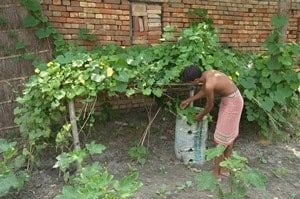 Example of a “landless garden” in Bihar, India, growing from a sack with seed, soil and compost. The gardens improve household nutrition and income. Credit: AKF / Jean-Luc Ray