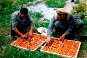 Apricot drying
