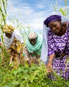 Women vegetable growers in Mopti received training in better production techniques and market information. 