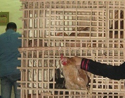 poultry store in Cairo