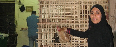 poultry store in Cairo