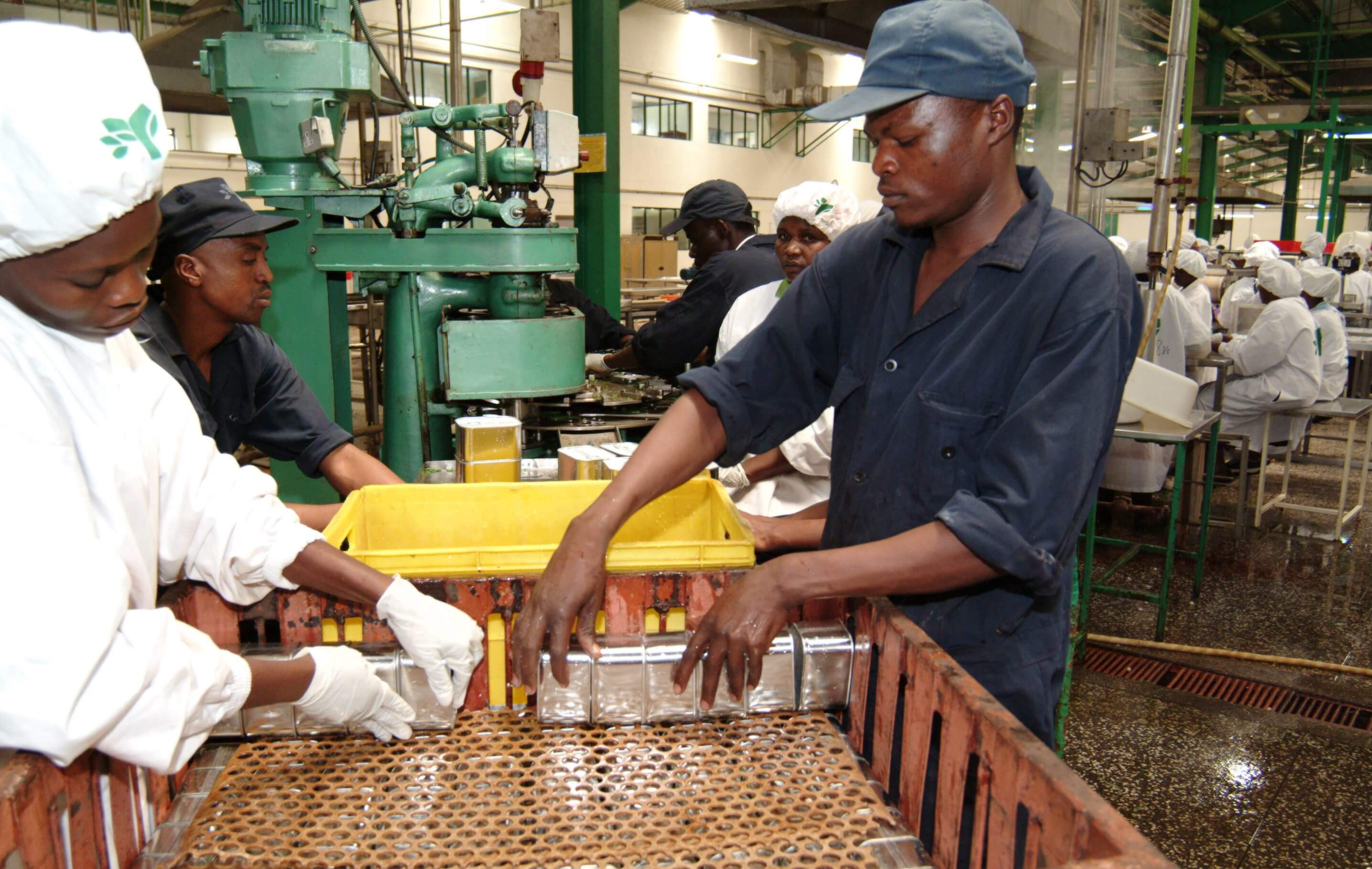 Workers sorting beans at the Frigoken, Ltd.