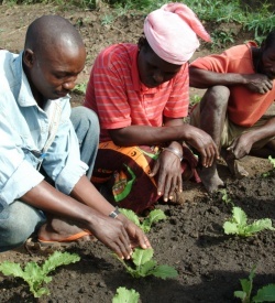 Farmers studying vegetable cultivation