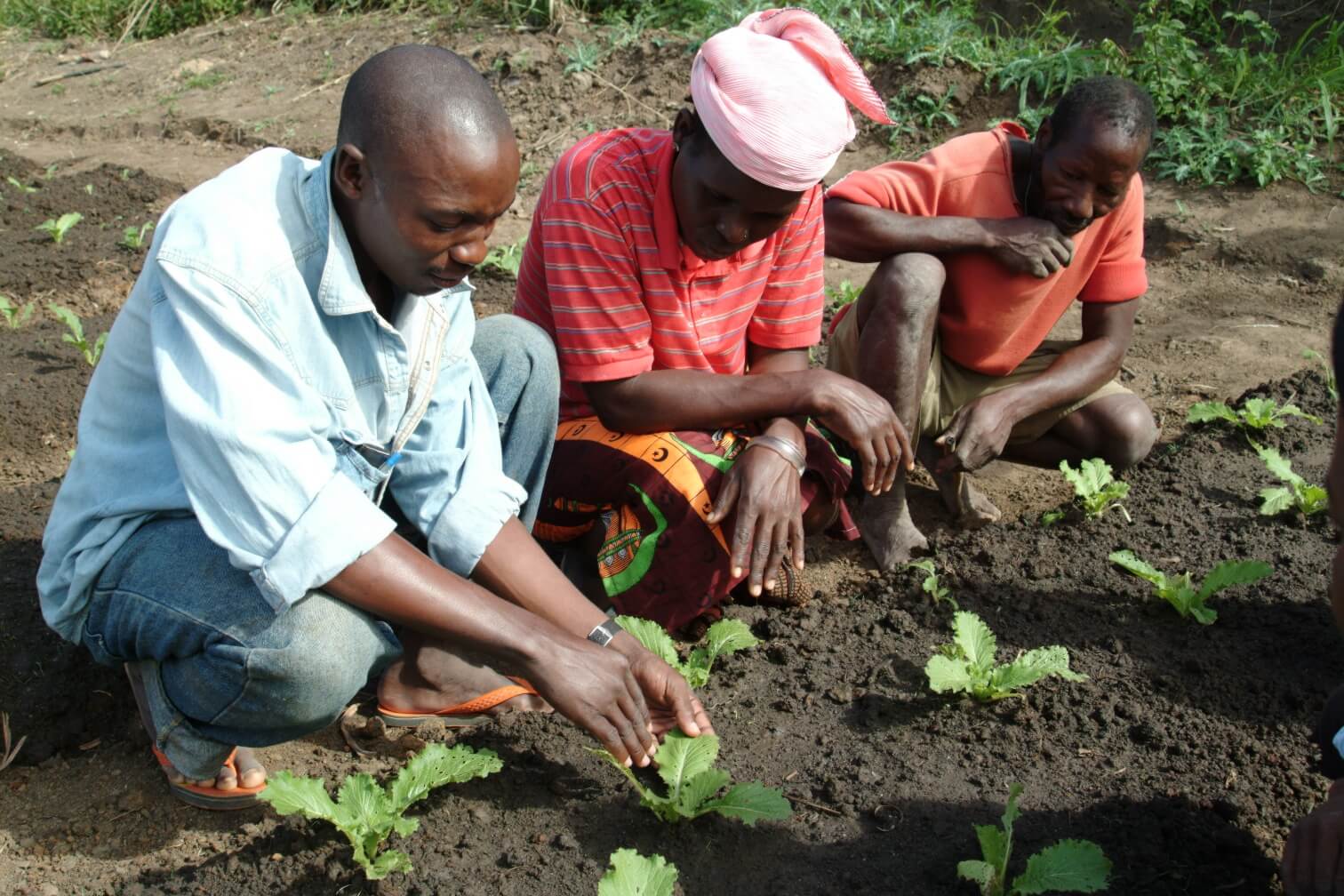 Farmers studying vegetable cultivation