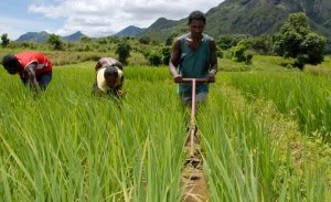 Madagascar farmers in a rice paddy - Aga Khan Development Network