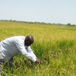 The Food for Progress Program in Mali
