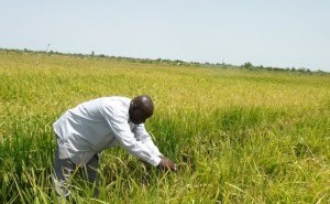 The Food for Progress Program in Mali