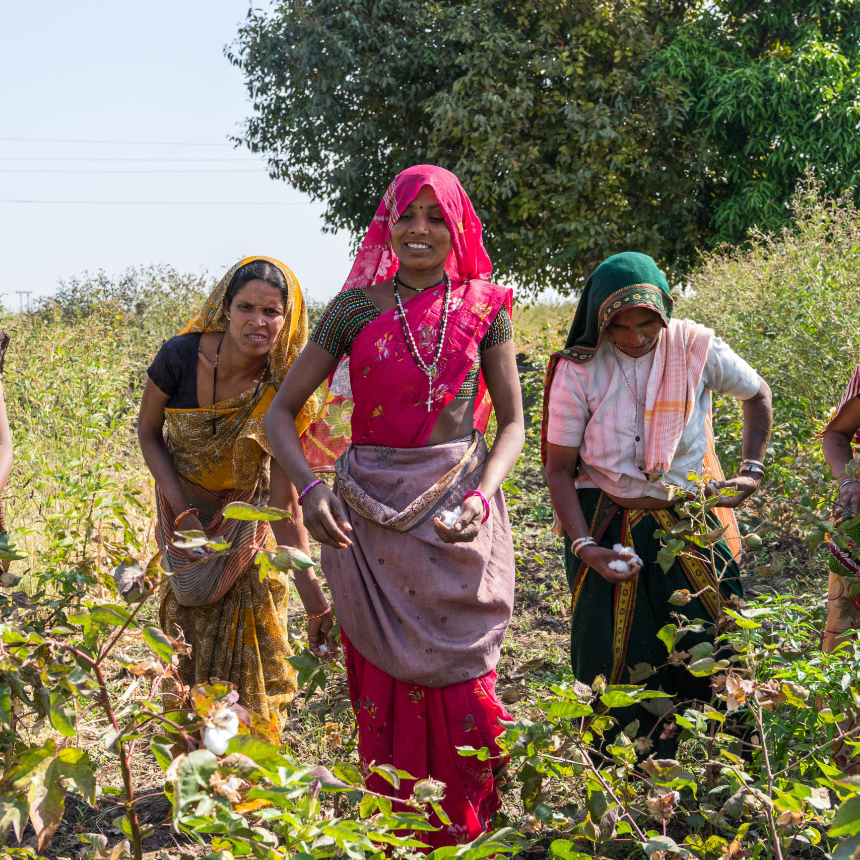 Farmers collecting organic cotton, Balwani, Madhya Pradesh