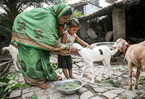 Goat rearing in Bihar, India