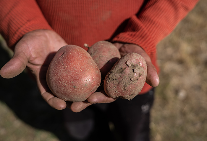 A person wearing a red sweater holds three potatoes in their hands