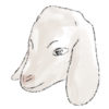 Goat Face Illustration
