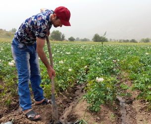Man wearing a red hat uses a farming tool by rows of potato plants
