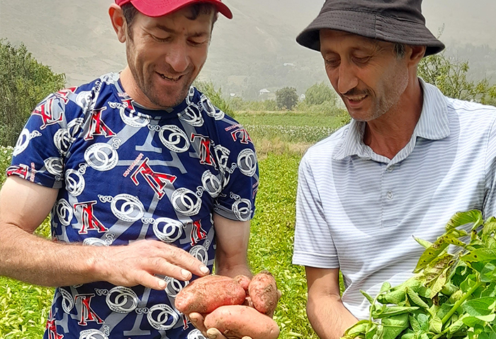 A farmer in Tajikistan shows potatoes grown using agronomic best practices.