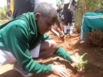tree planting in kenya
