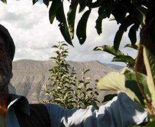 Adina Mohamad inspects his fruit tree in Badakshan, Afghanistan. Mohamad is a beneficiary of our economic inclusion program in the region. AKDN/Sandra Calligaro