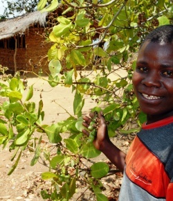 A proud cashew farmer in Mozambique