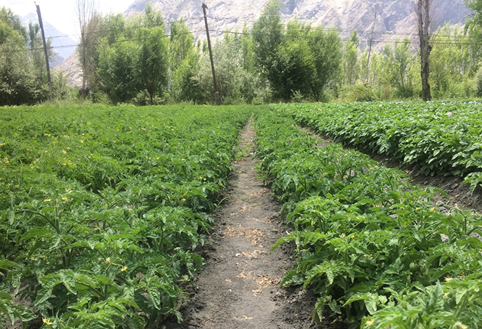 A path is show in the midst of growing plants with trees and a mountain in the background