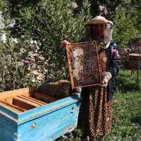 A woman wearing gloves and a beekeeper's hat holds up a screen with bees and honey.