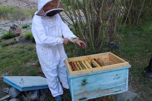 Munavvar maintains bees in Tajikistan