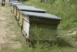 Beekeeping in Tajikistan